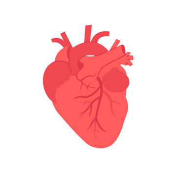 Flat vector human realistic heart isolated white background.