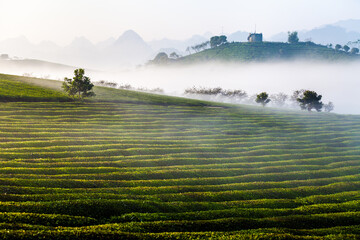 Mocchau highland, Vietnam: Moc Chau tea hill, Moc Chau village . Tea is a traditional drink in Asia