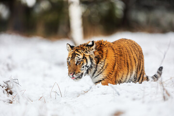 Fototapeta na wymiar Siberian tiger (Panthera tigris tigris) young male goes through the snow in a taiga
