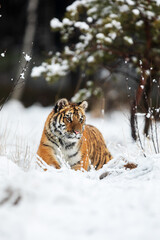 Siberian tiger (Panthera tigris tigris) beautiful predatory animal in the winter tundra