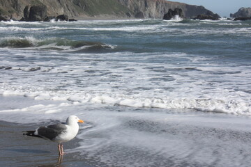 seagull on the beach