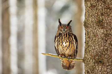 Eurasian eagle-owl (Bubo bubo) sitting on the tree in the winter forest