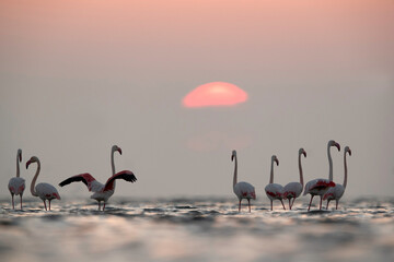 Naklejka premium Greater Flamingos and the beautiful sun at Asker coast, Bahrain