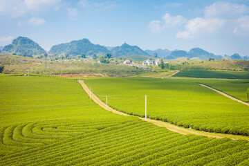 Fototapeta premium Mocchau highland, Vietnam: Moc Chau tea hill, Moc Chau village . Tea is a traditional drink in Asia