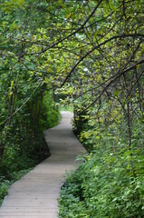 Naklejka premium path in the forest