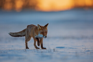 red fox (Vulpes vulpes) running early in the morning across a snow field