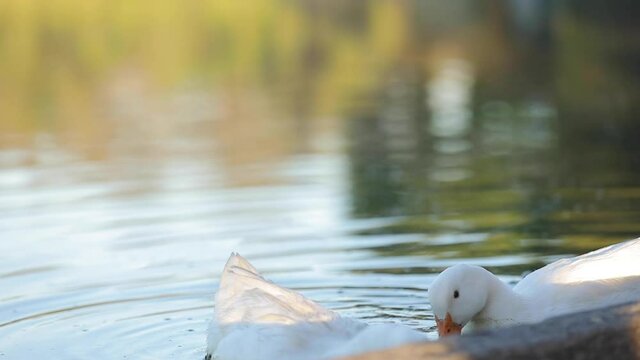 Dos patos blancos nadando a orillas de un lago
