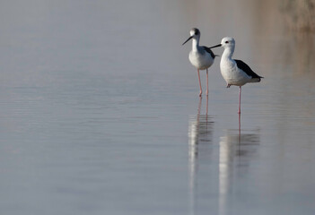 A pair of Black-winged Stilt  resting at Tubli bay, Bahrain