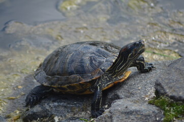 turtle on the rock