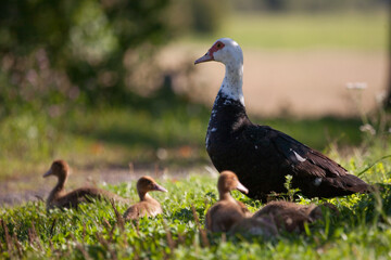 two ducks with their ducklings stand by the barn