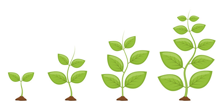 Plant growth stages vector design illustration
