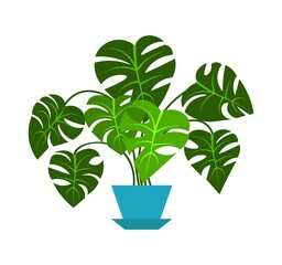 Monstera plant in pot