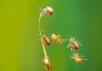 Beautiful young  spider on a spider web 