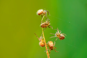 Beautiful young  spider on a spider web 