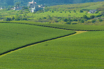 Mocchau highland, Vietnam: Moc Chau tea hill, Moc Chau village . Tea is a traditional drink in Asia