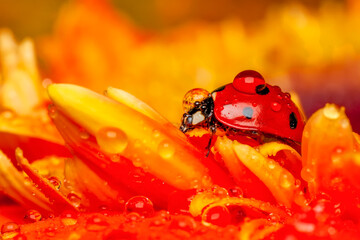 Beautiful ladybug on leaf defocused background © blackdiamond67