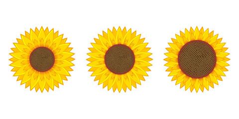 Sunflower vector design illustration isolated on white background
