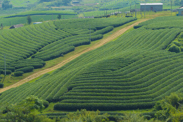 Fototapeta premium Mocchau highland, Vietnam: Moc Chau tea hill, Moc Chau village . Tea is a traditional drink in Asia