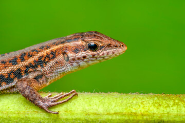 Closeup  Beautiful lizard in the garden