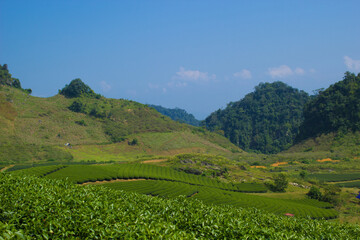 Mocchau highland, Vietnam: Moc Chau tea hill, Moc Chau village . Tea is a traditional drink in Asia