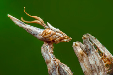Close up of pair of Beautiful European mantis ( Mantis religiosa )
