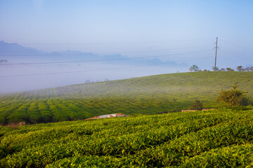 Mocchau highland, Vietnam: Moc Chau tea hill, Moc Chau village . Tea is a traditional drink in Asia