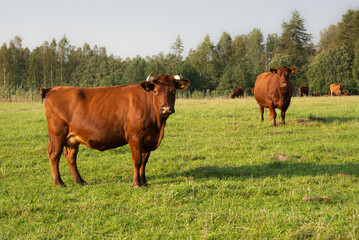 Naklejka na ściany i meble Brown cows on the meadow.