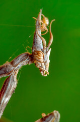 Close up of pair of Beautiful European mantis ( Mantis religiosa )