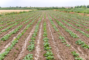 Plantations with seedlings of Chinese cabbage. Farming Concept