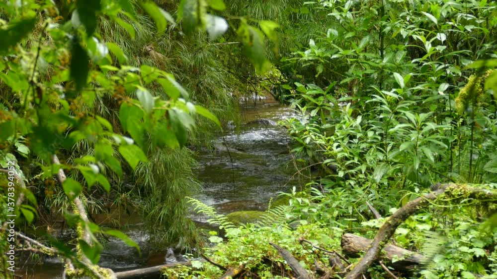 Poster river rappids flow down stream in a beautiful green environment. trees and bushes border the water a