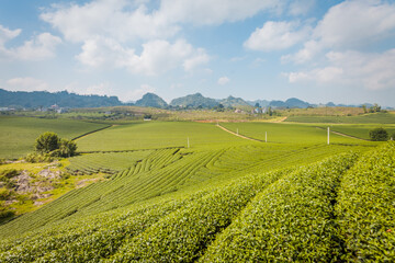 Mocchau highland, Vietnam: Moc Chau tea hill, Moc Chau village . Tea is a traditional drink in Asia