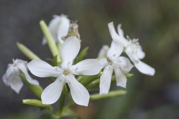 Saponaria officinalis soapwort beautiful plant of medium size with beautiful white flowers with pink tints used in the cosmetic industry on a green background