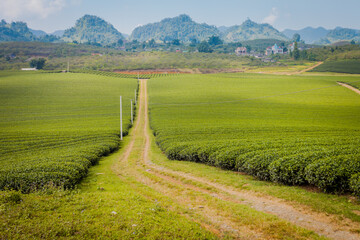 Mocchau highland, Vietnam: Moc Chau tea hill, Moc Chau village . Tea is a traditional drink in Asia