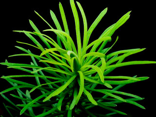 Plant in forest close up