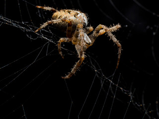 Spider make web close up