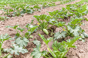 Squash plant with blossoms, green zucchini in the garden, organic vegetables.Courgette plant (Cucurbita pepo) with green fruits growing in the garden bed outdoors. Selective focus.