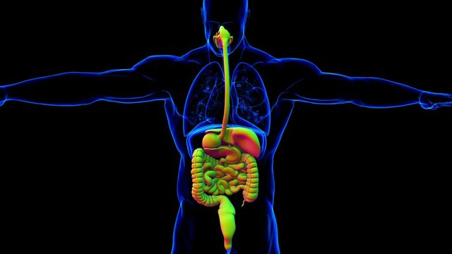 Human Digestive System Anatomy For Medical Concept 3D