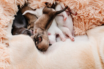 blind multi-colored newborn Chihuahua puppies eat breast milk. breeding purebred dogs. miniature Pets. cute animals.