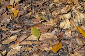 autumn leaves on the ground
