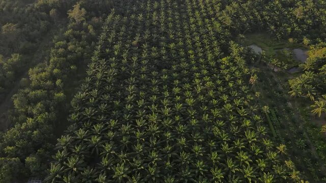 Aerial view of summer landscape bright tree Asia Thailand