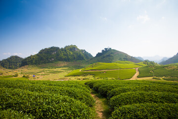 Mocchau highland, Vietnam: Moc Chau tea hill, Moc Chau village . Tea is a traditional drink in Asia