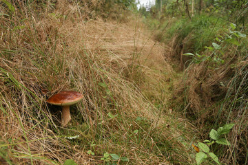 Boletus edulis mushroom growing in the forest. Edible mushroom growing  in the grass.