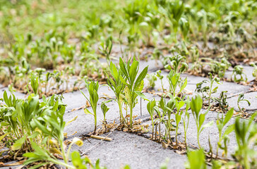 Thick green grass sprouted through the seams between the concrete slabs