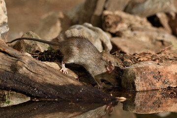  rata de campo en el estanque bebiendo  (Rattus rattus) Ojén Andalucía España