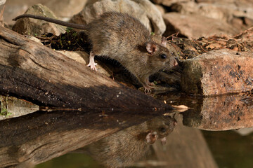  rata de campo en el estanque bebiendo  (Rattus rattus) Ojén Andalucía España