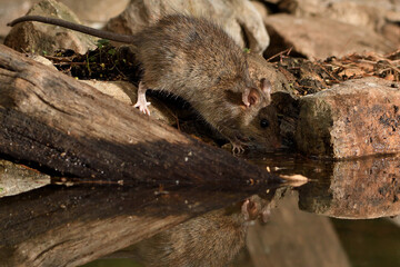  rata de campo en el estanque bebiendo  (Rattus rattus) Ojén Andalucía España