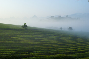 Fototapeta na wymiar Mocchau highland, Vietnam: Moc Chau tea hill, Moc Chau village . Tea is a traditional drink in Asia