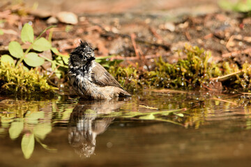  Herrerillo capuchino bañándose y bebiendo en el estanque (Lophophanes cristatus) Ojén...