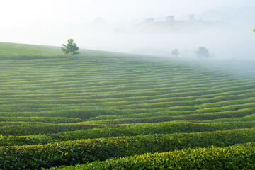 Obraz premium Mocchau highland, Vietnam: Moc Chau tea hill, Moc Chau village . Tea is a traditional drink in Asia