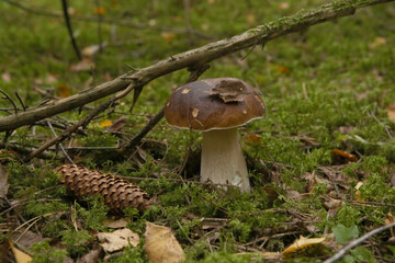 Boletus edulis mushroom growing in the forest in natural environment. Edible mushroom growing in the moss.